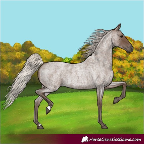 Horse Color:Silver Blue Roan