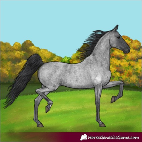 Horse Color:Blue Roan Rabicano