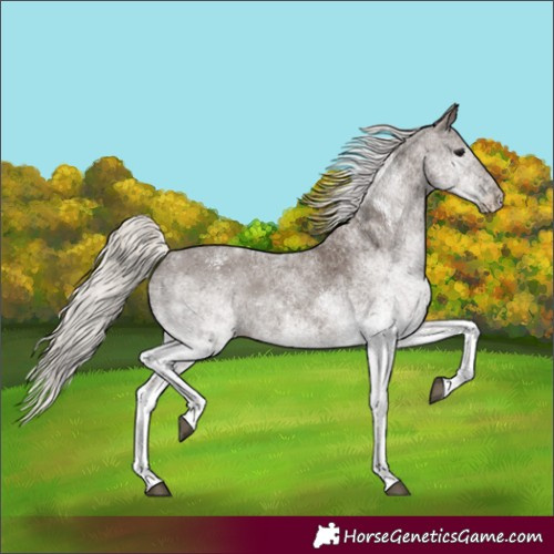 Horse Color:Unknown 
