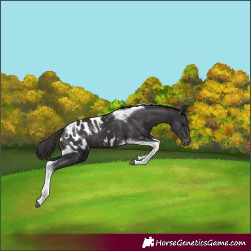 Horse Color:Smoky Black Tobiano Blanket 