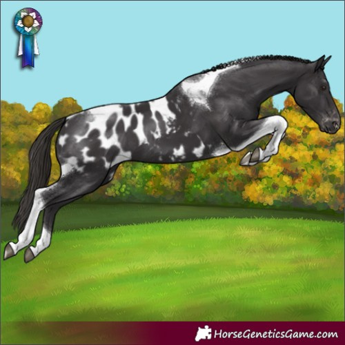 Horse Color:Smoky Black Tobiano Blanket