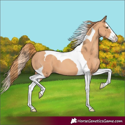 Horse Color:Gold Champagne Splash Tobiano 