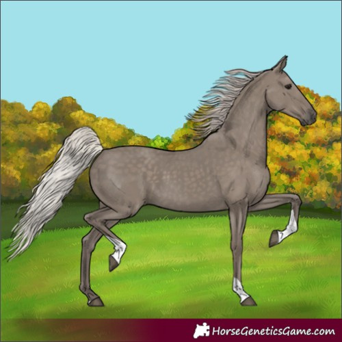 Horse Color:Unknown 