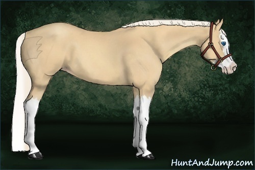 Horse Color:Gold Cream Champagne Roan Splash 
