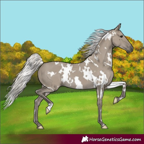 Horse Color:White Spotted Silver Smoky Grullo 