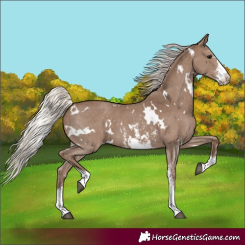 Horse Color:White Spotted Silver Black Sabino 