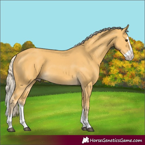 Horse Color:Palomino Splash 