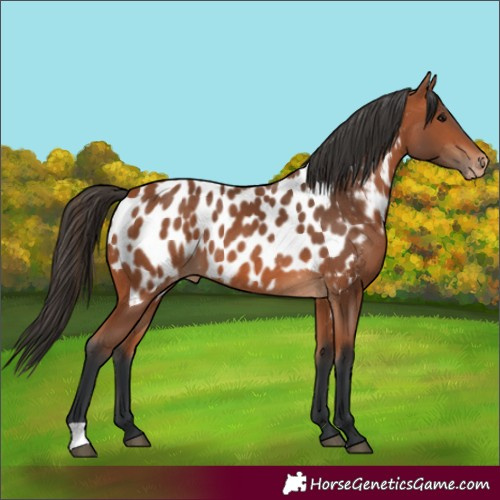 Horse Color:Bay Near Leopard 
