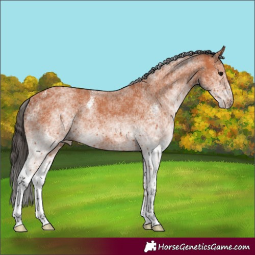Horse Color:White Spotted Bay