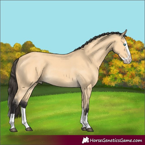 Horse Color:Buckskin Splash Rabicano 