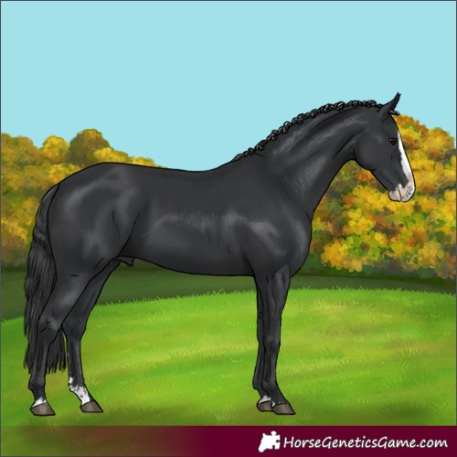 Horse Color:Black Splash
