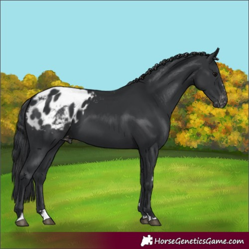 Horse Color:Black Blanket