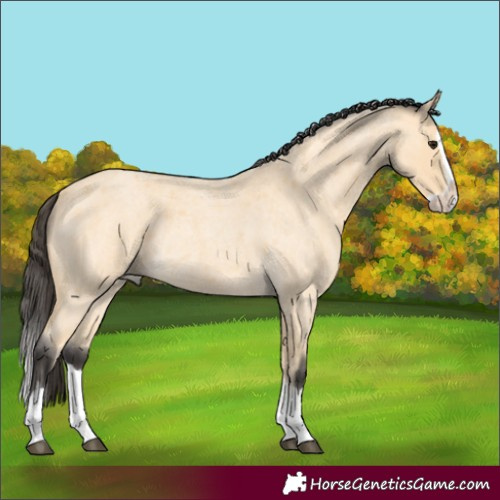 Horse Color:Buckskin Roan Splash Rabicano