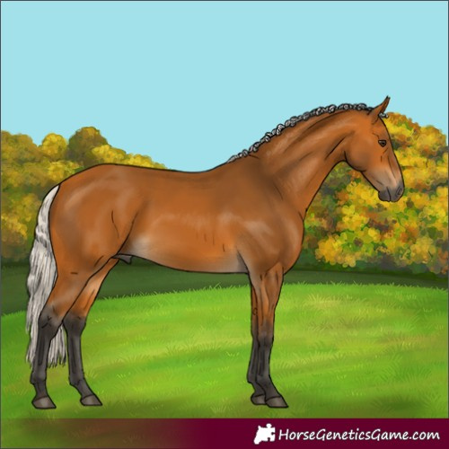 Horse Color:Gray Silver Buckskin 