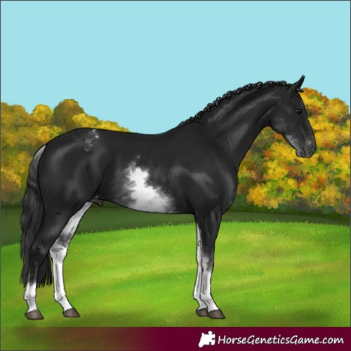 Horse Color:Gray White Spotted Black Varnish