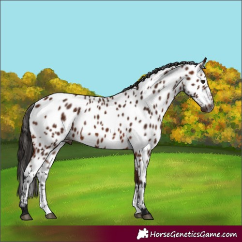 Horse Color:Gray Bay Sabino Near Leopard