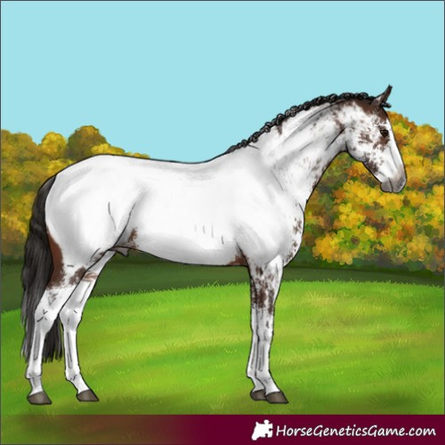 Horse Color:Gray Bay Sabino Splash Near Fewspot 