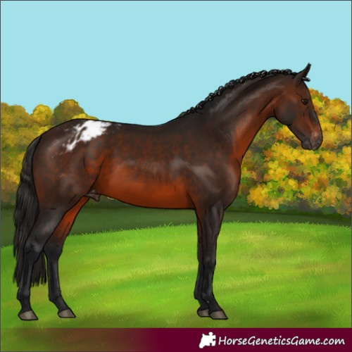 Horse Color:Gray Bay Varnish