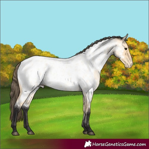 Horse Color:Buckskin Roan Near Leopard