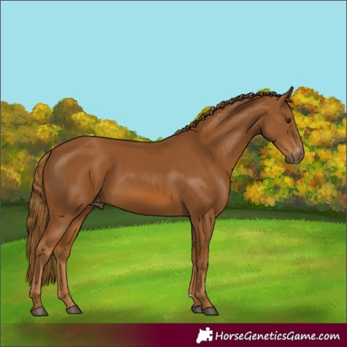 Horse Color:Gray Chestnut Varnish