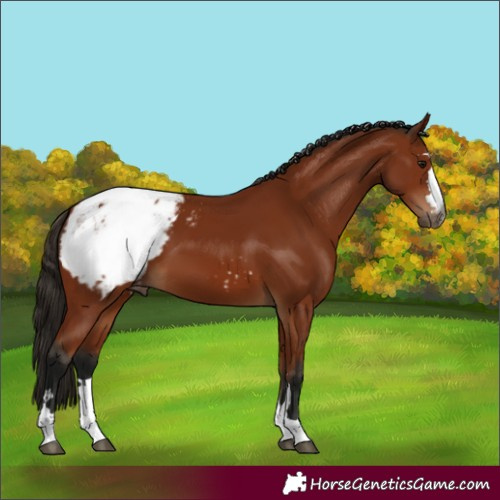 Horse Color:Gray Bay Snowcap