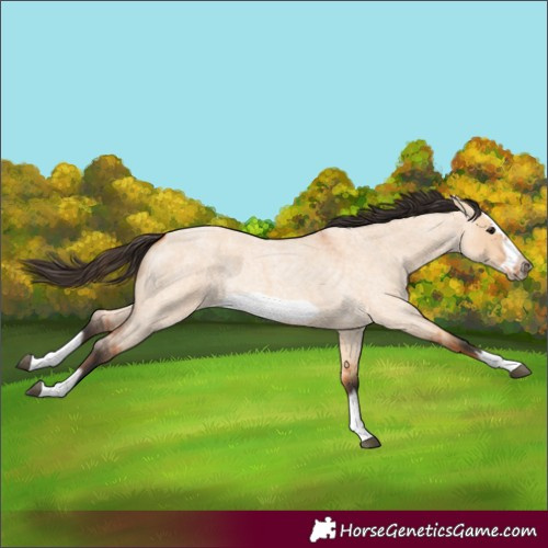 Horse Color:Bay Roan Dun Splash Frame 