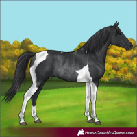 Horse Color:Black Tobiano Rabicano