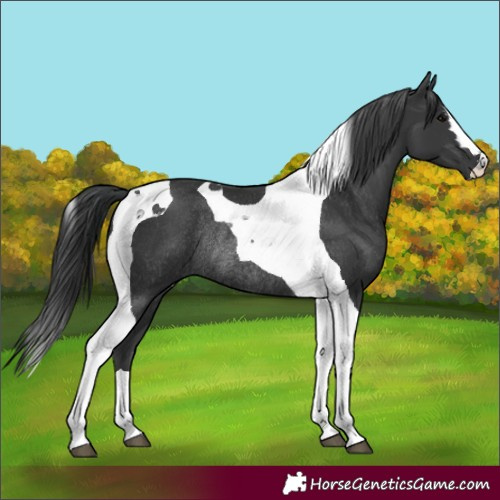 Horse Color:Black Tobiano Rabicano 