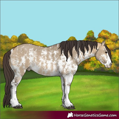 Horse Color:Buckskin Dun Sabino