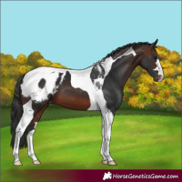 Horse Color:Brown Tobiano Blanket 