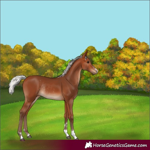 Horse Color:Silver Bay Rabicano