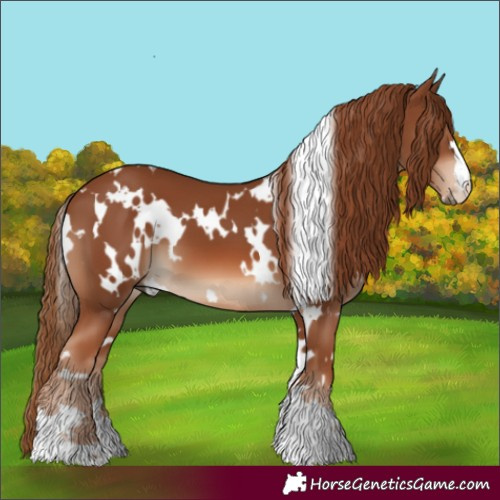 Horse Color:White Spotted Chestnut