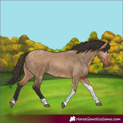 Horse Color:Bay Dun Tobiano 