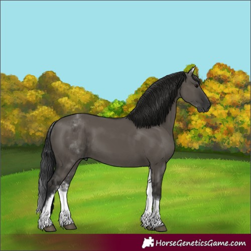 Horse Color:Gray White Spotted Grullo Rabicano 