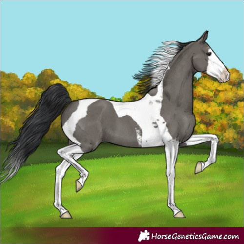 Horse Color:Grullo Sabino Splash Tobiano 