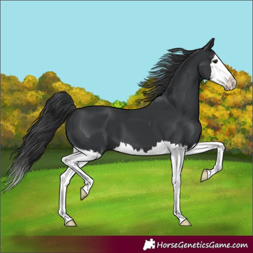 Horse Color:Black Splash 