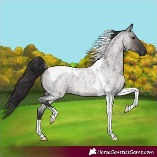 Horse Color:Smoky Grullo Roan Tobiano