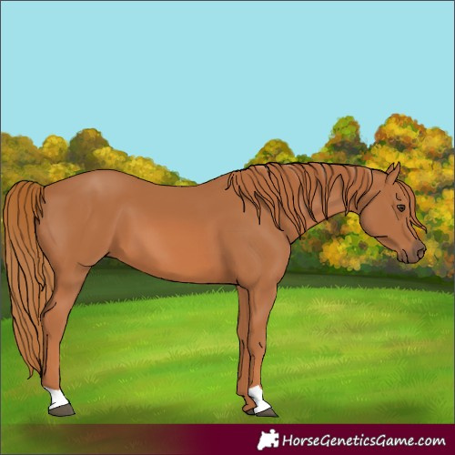 Horse Color:Chestnut 