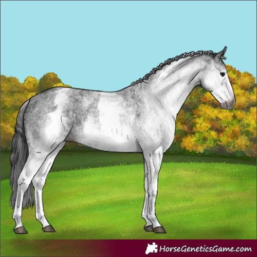 Horse Color:Gray White Spotted Black and Gray White Spotted Black