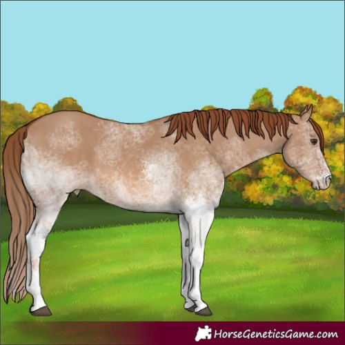 Horse Color:White Spotted Red Dun
