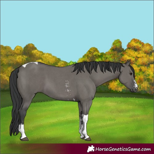 Horse Color:Grullo Sabino Tobiano 