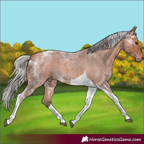 Horse Color:Silver Bay Ice Roan Tobiano 