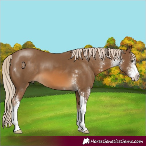 Horse Color:Chocolate Palomino Sabino 