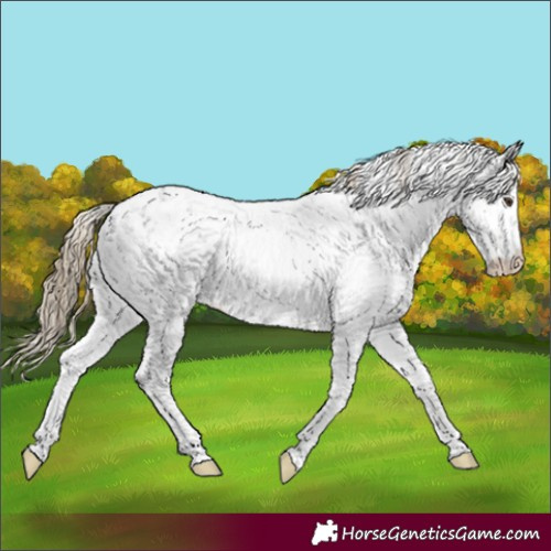 Horse Color:Liver Chestnut Ice Sabino 