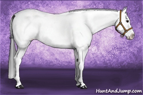 Horse Color:White Spotted Bay Splash 