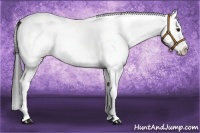 Horse Color:White Spotted Bay Splash 