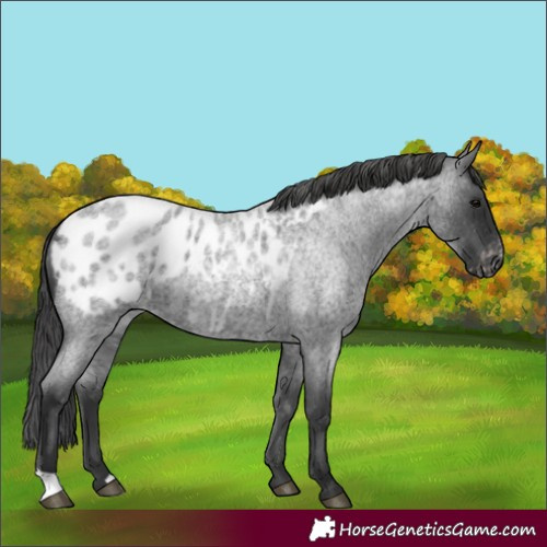 Horse Color:Unknown 