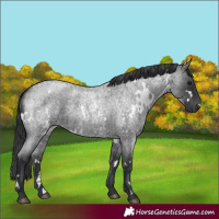 Horse Color:White Spotted Blue Roan