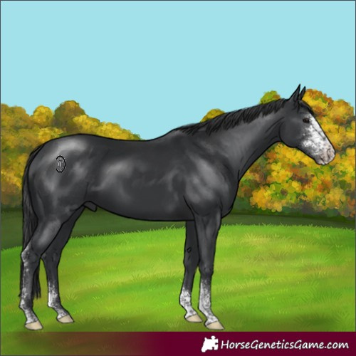 Horse Color:Black Sabino 