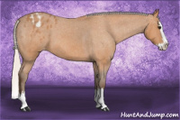 Horse Color:Silver Bay Roan Splash Appaloosa